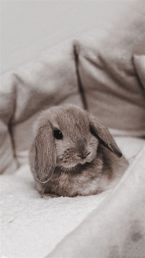 Севильский кролик
 2024.04.27 03:23 бесплатно в хорошем качестве.
